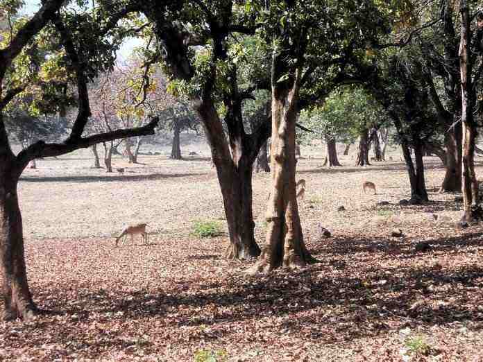 A snap from entrance of Betla national park