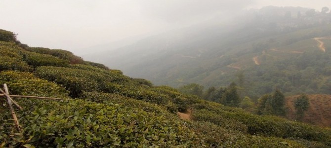 Ahh – Its Darjeeling…………