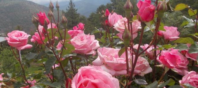 Paro – The Sacred Town Paro – The Sacred Town