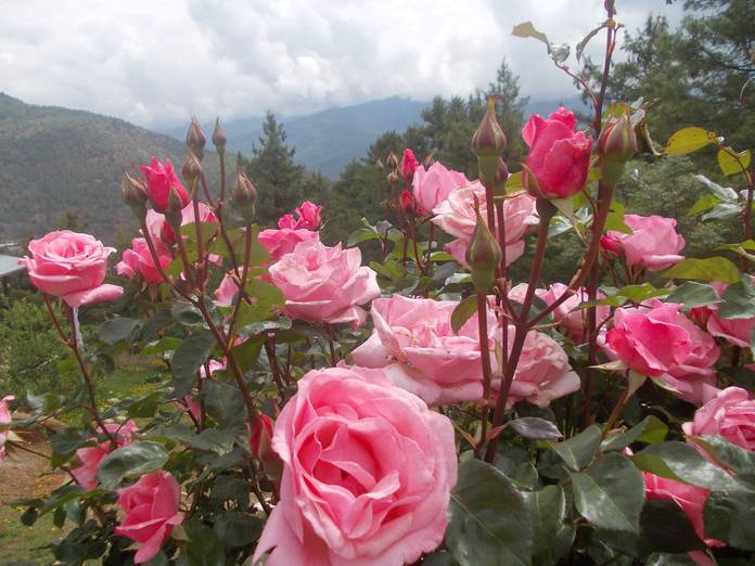 Paro – The Sacred Town