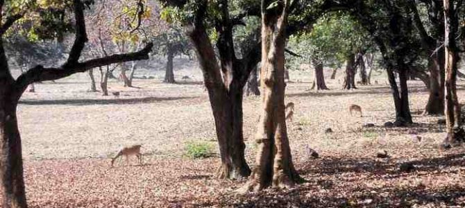 Betla – Palamau Tiger Reserve